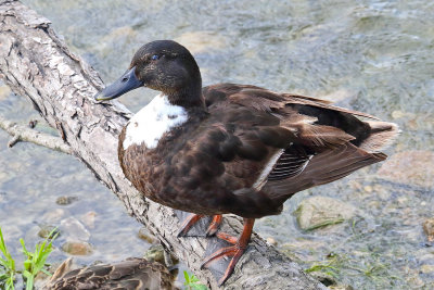 Chocolate Duck