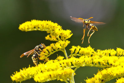 Working Wasps