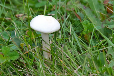 Growing in the Grass