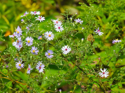 Asters After August