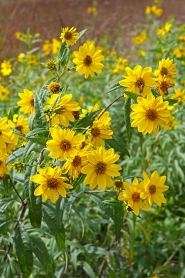 Sunflowers in September