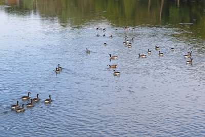 Goose Gathering