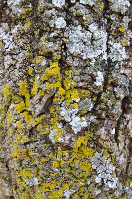 Lichen or Not