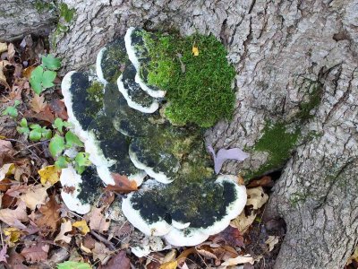 Steps of Fungus 