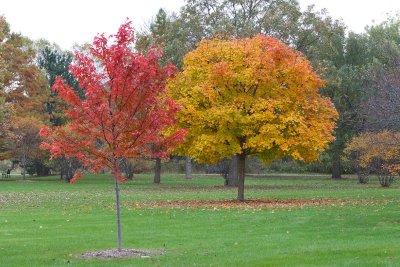 Autumn Placement