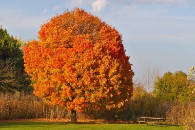 View of Fall