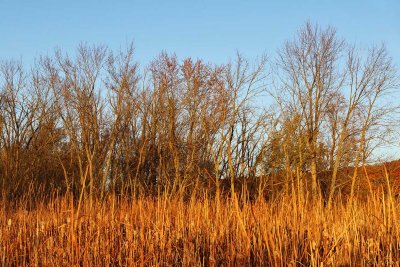 Fall Fen at Sunset