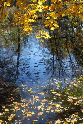 Placed in a Pond