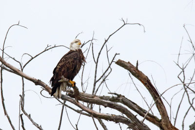 Perched with Pride