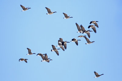 Flock Formation