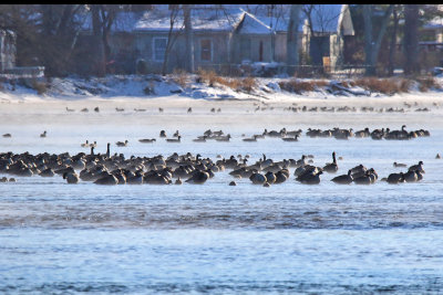 Geese Gather on the Fox