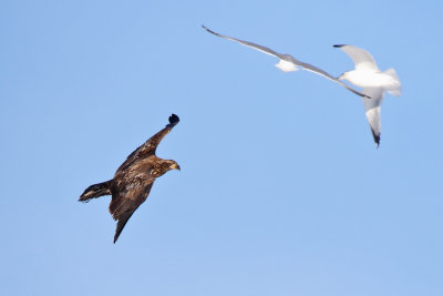 Going Against Gulls
