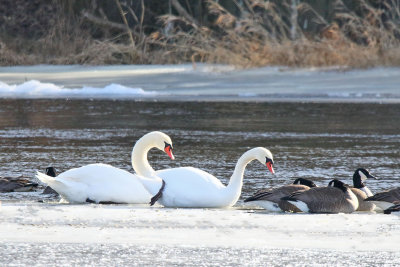 Grace on Ice