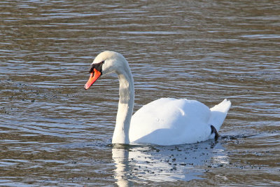 Swan on a Swim