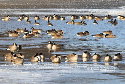 Geese Get Together