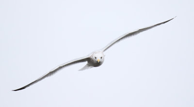 Glimpse at a Gull