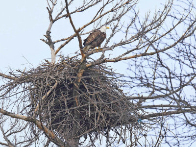 Big Bird, Big Nest