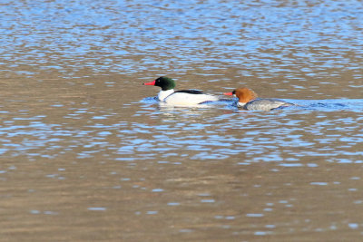 Married Mergansers