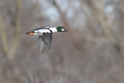 Golden Flight