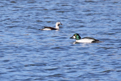 Water Buds