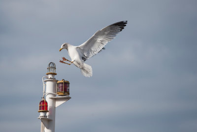 gaviotas_-_laridae