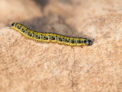 Larva-de-mariposa-de-la-col---(Pieris-brassicae).jpg