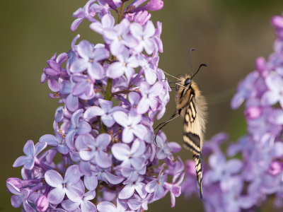 Papilio-machaon-3.jpg