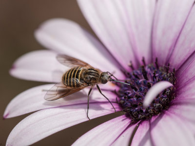 macrofotografia