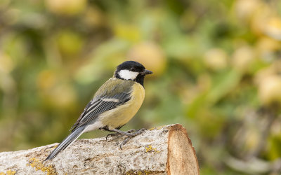 carbonero_comun__parus_major