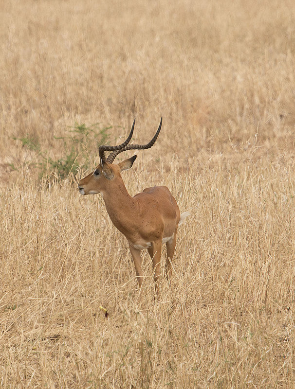 Antelope bachelor IMG_4296 web 1000.jpg