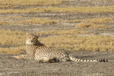 Cheetah, on a dry river bed  IMG_4624   web 1600.jpg