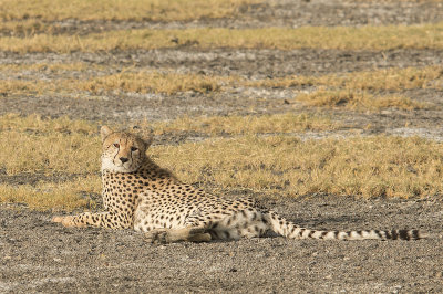 Cheetah, on a dry river bed IMG_4624 web 1600.jpg