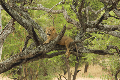 Young lion in a tree IMG_4325 web 1600 - Copy - Copy.jpg