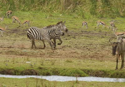 Zebras, wildebeest, Thompson's gazelles IMG_4434 web 1600v2sh.jpg