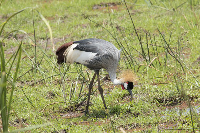 Crowned crane IMG_4461 web 1600 - Copy.jpg