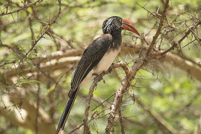Hornbill IMG_4484 webv2sh.jpg