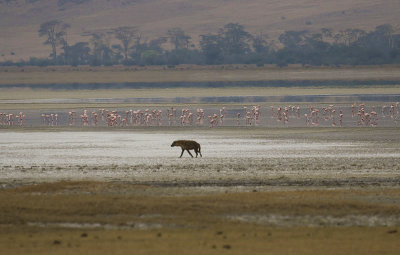A lone hyena, far in the distance. Flamingoes in the background IMG_4562 web 1600v2sh.jpg