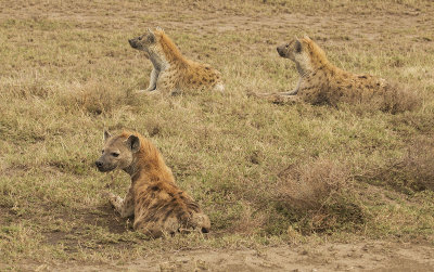 Group of young hyenas IMG_4633 web 1600v2sh.jpg