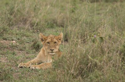  Lion cub - mother is close by, watching   IMG_4685   web 1600.jpg