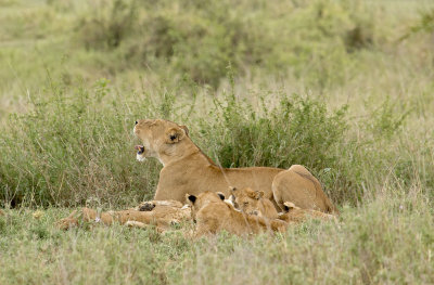 Lioness and cubs  IMG_4710   web 1600.jpg