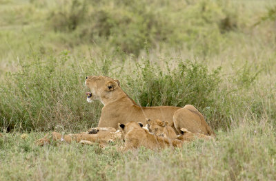 Lioness and cubs IMG_4710 web 1600.jpg