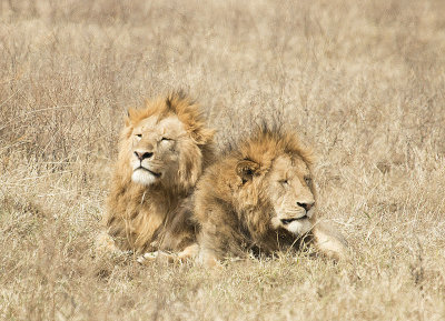 Lion brothers, a short photo essay - See caption below image IMG_4515 web 1600v2sh.jpg