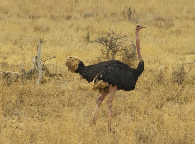 Male ostrich DSCN0232 crop web 1400.jpg