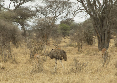 Female ostrich DSCN0234 web 1400.jpg