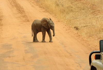 Baby elephant crossing the road. Mother is very close by! DSCN0282 crop web 1400.jpg