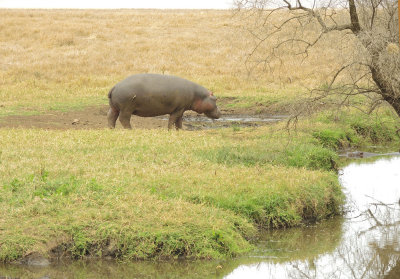 Hippo, ear a hippo pool DSCN0392 web 1400.jpg