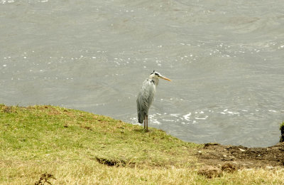 Blue heron DSCN0422 web 1400.jpg