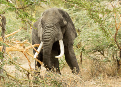 Elephant, feeding, about 30 feet away   DSCN0439   web 1600.jpg