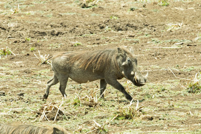 Wart hog IMG_4477 web 1600.jpg