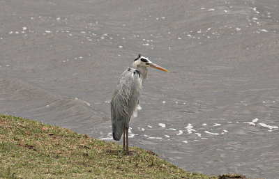 Heron IMG_4590 web 1600.jpg